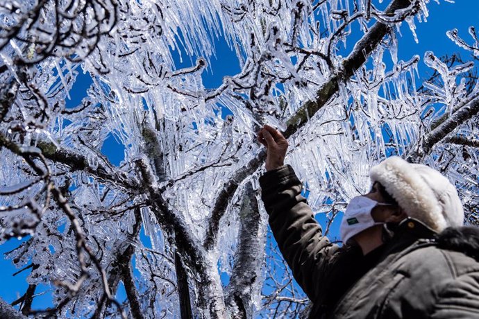 29 July 2021, Brazil, Sao Joaquim-Urupema: A woman touches frozen tree branches after heavy snow fall due to a cold front. Photo: Diorgenes Pandini/dpa