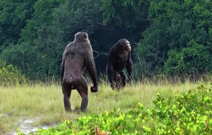 Dos machos adultos de la comunidad Rekambo del Proyecto Chimpancé Loango en Gabón revisando el área.