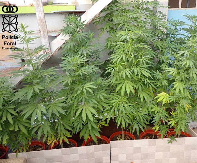 Parte de la plantación de marihuana decomisada en Tudela