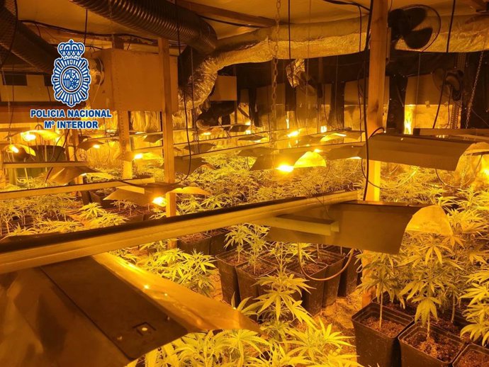 Desmantelan un cultivo interior con 1.597 plantas de marihuana en Palamós (Girona)