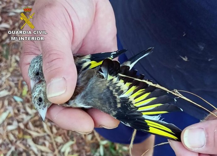 Uno de los jilgueros capturados