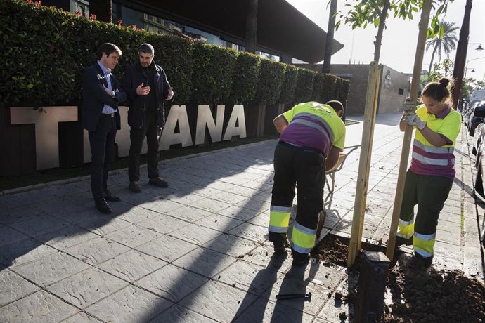 Archivo - Técnicos de Parques y Jardines, en el arranque de la campaña de plantación de arbolado en Sevilla, en foto de archivo.