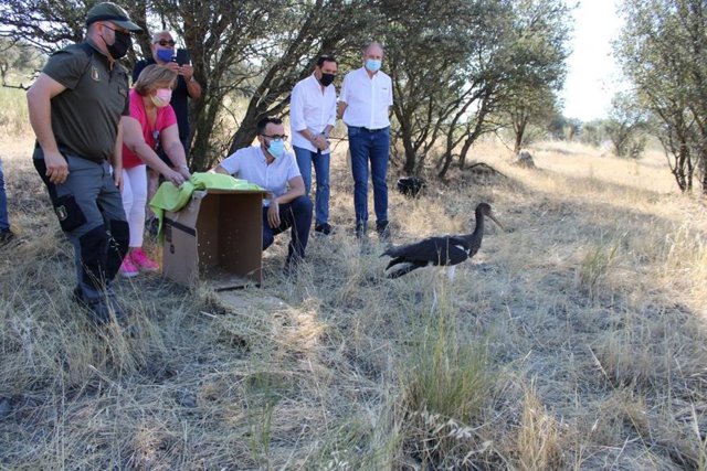 Suelta de cigüeña negra