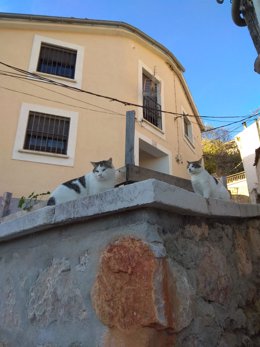 Archivo - Gatos en Cuenca.