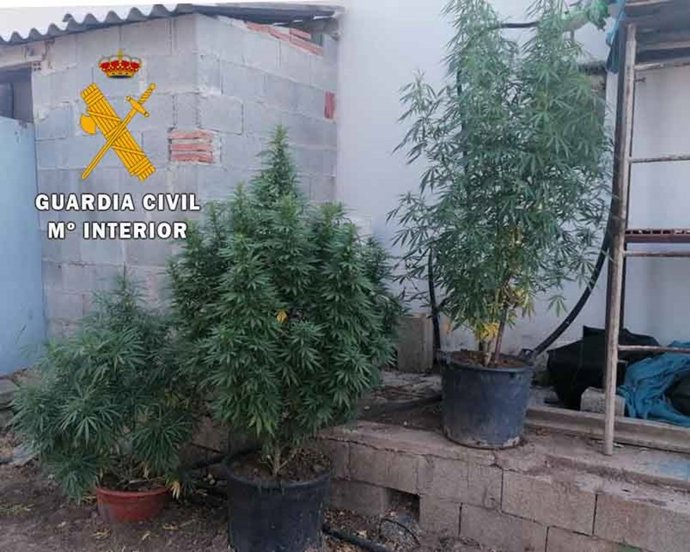 Plantación de marihuana localizada por los agentes en Alcalá la Real.