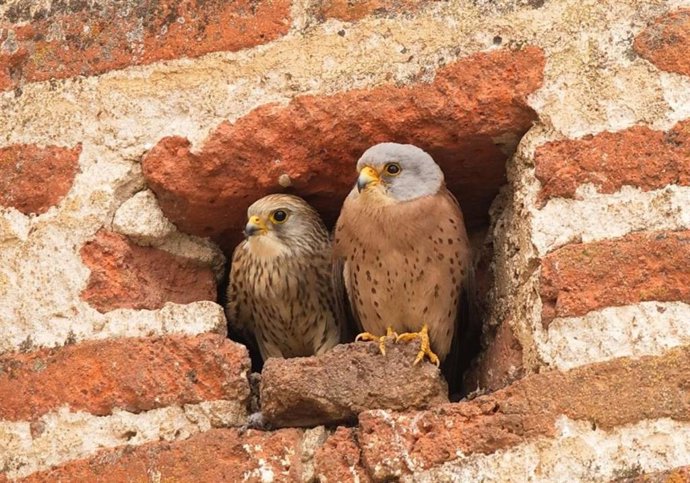 Dos cernícalos primilla en un entorno urbano.