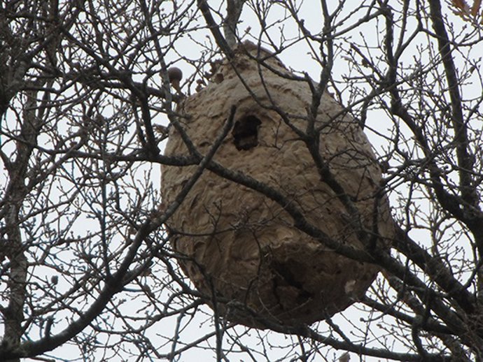 Archivo - Nido de avispa asiática