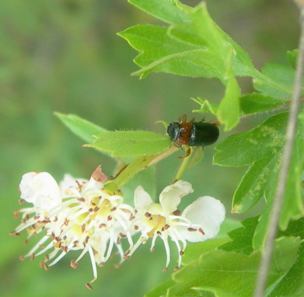Madrid confirma la presencia inédita en la región del insecto Chilotomina oberthuri, una especie endémica de la Península Ibérica