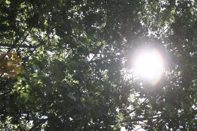 Archivo - Arxivo - Imatge del sol entre fulles d'arbres