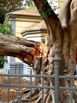 Rama de un ficus de grandes dimensiones que ha caído sobre la acerca de una calle aledaña a la Casita del Jardinero de Málaga capital