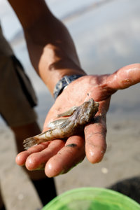 López Miras solicitará al Gobierno la declaración del Mar Menor como zona afectada gravemente