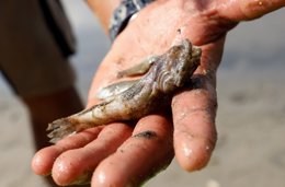 Una persona muestra uno de los ejemplares de peces muertos que han aparecido en varias zonas del Mar Menor