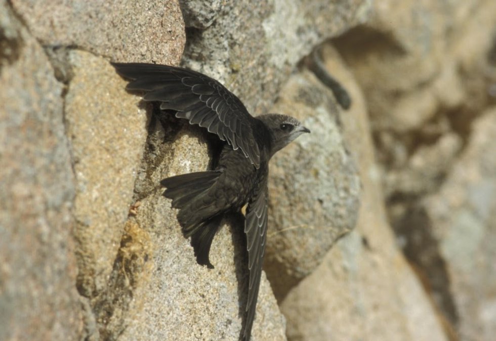 Archivo - Vencejo común , Ave del Año 2021 de SEO/BirdLife por votación popular