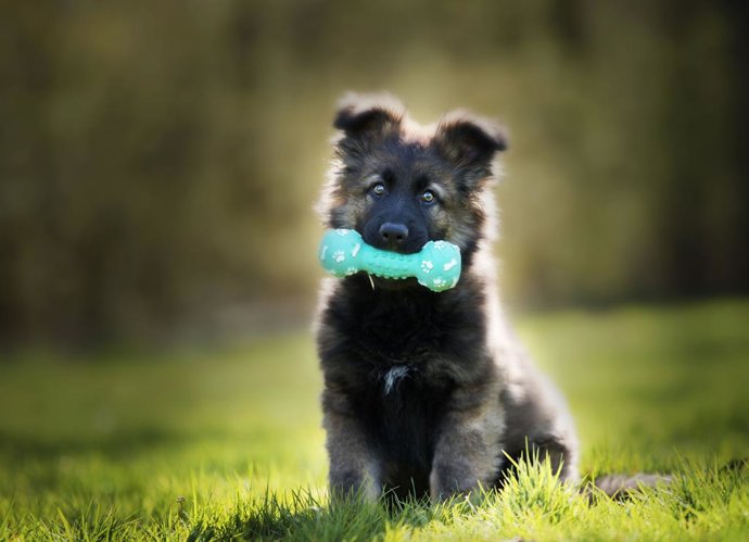 El Condroprotector para cachorros MSM Barakaldo Plus es perfecto