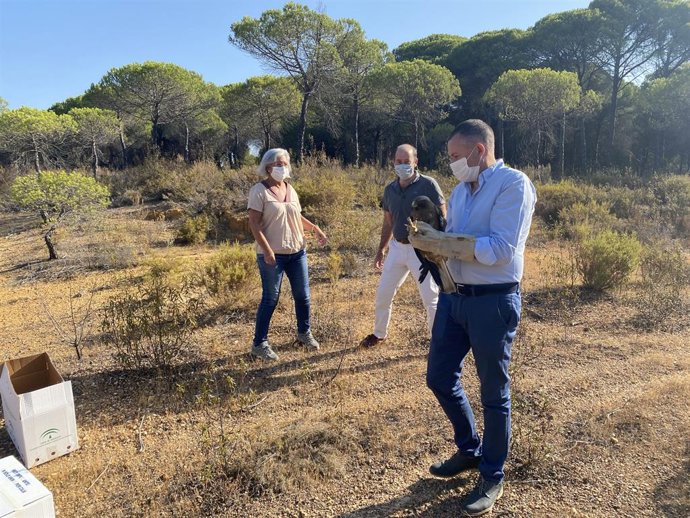 El delegado territorial de Desarrollo Sostenible en Huelva, José Enrique Borrallo, con una de las águilas liberadas en Cartaya (Huelva).