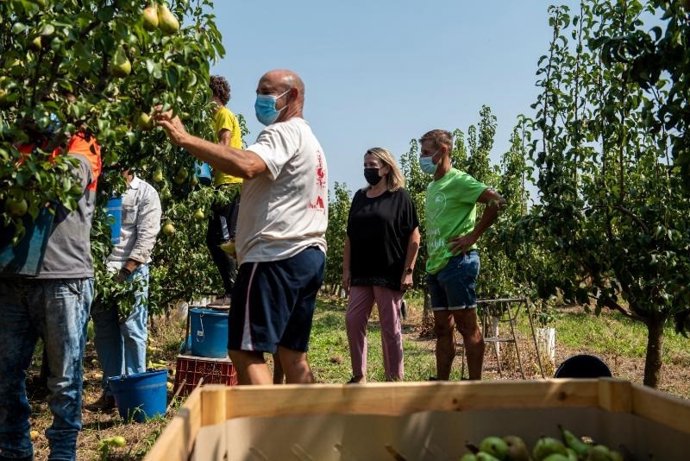 La consejera de Agricultura, Eva Hita, ha subrayado la importancia de una estrategia integral y el esfuerzo conjunto de sector y administraciones para lograr unas campañas agrarias seguras al visitar la recogida de la pera de Rincón de Soto