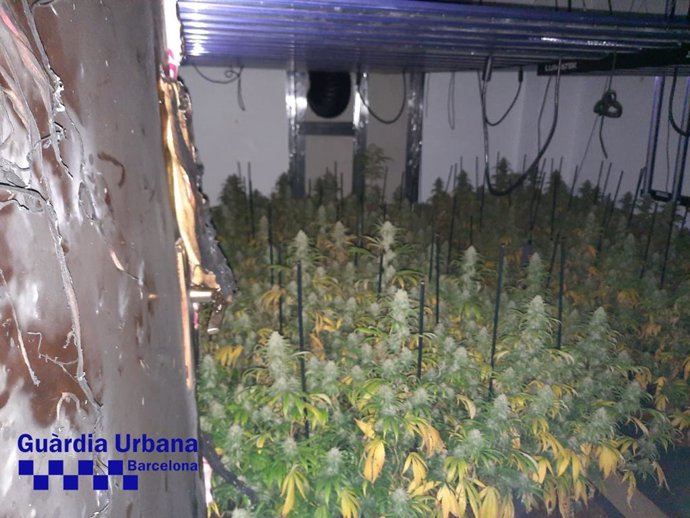 Imagen de la plantación de marihuana dentro del domicilio en Sants-Montjuc de Barcelona