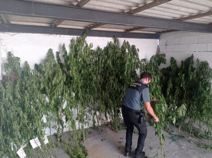 Aprehensión de marihuana en Ourense. Foto Guardia Civil de Ourense.