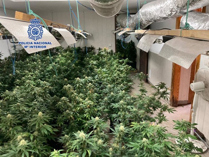 Plantas de marihuana incautadas en el marco de la operación