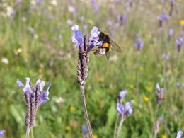 Un abejorro visita un flor de 'Lavandula multifida'.