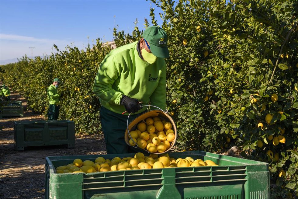 Limones