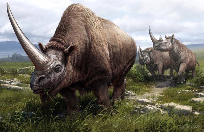 Archivo - Ilustración de tres especies extintas de rinocerontes cuyos genomas fueron secuenciados como parte del estudio. En primer plano, un unicornio siberiano (Elasmotherium sibiricum) y muy cerca dos rinocerontes de Merck (Stephanorhinus kirchbergen