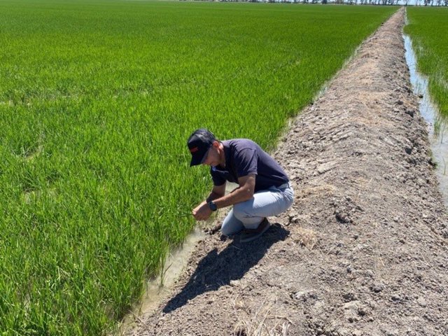 Archivo - Un operario comprobando el estado del cultivo de arroz en Sevilla