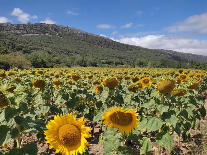 Jornada con escasas nubes