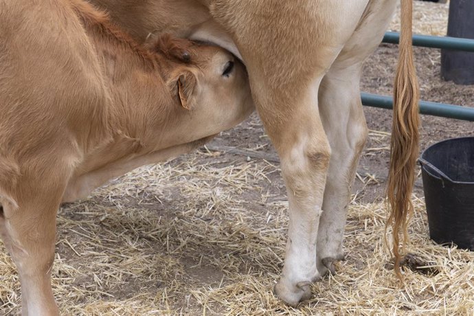 Archivo - Un ternero mama de su madre, durante una muestra de ganado, en el primer día de la IV Feria del Ganado de El Escorial, a 11 de junio de 2021, en El Escorial, Madrid, (España). Esta Feria de Ganado se celebra los días 11, 12 y 13 de junio en el