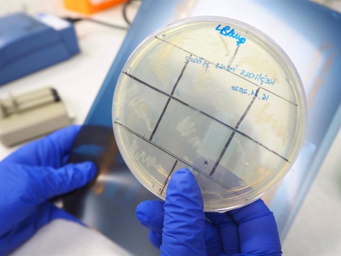 Archivo - Placa de Petri con muestras celulares para la investigación de la leucemia en el CBM.