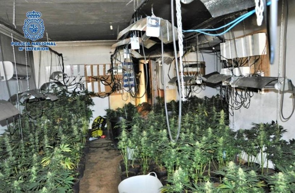 Plantación de marihuana en Puertollano.