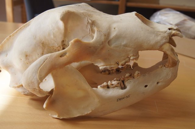 Los investigadores utilizaron colecciones históricas de osos pardos suecos en museos para seguir los efectos de los antibióticos artificiales.