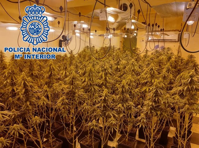 Operación Agosto contra el cultivo de marihuana