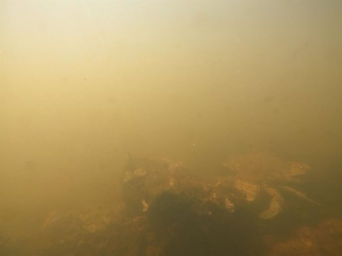 Imágenes del viernes 20 de agosto al norte de la isla del Sujeto (cubeta sur) ANSE WWF.JPG