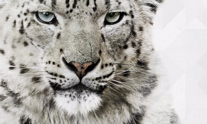 Archivo - Leopardo de las nieves asiático. Conservación. Especies amenazadas. WWF.