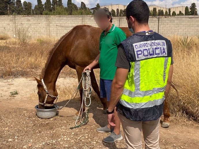 La Policía Nacional recupera una yegua robada en Son Oliva.