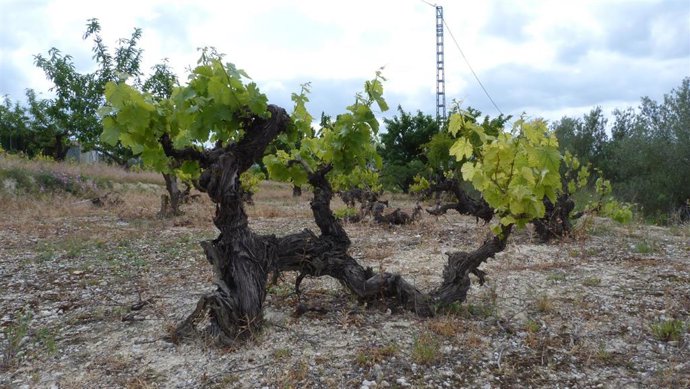 Archivo - Imagen de archivo de vides