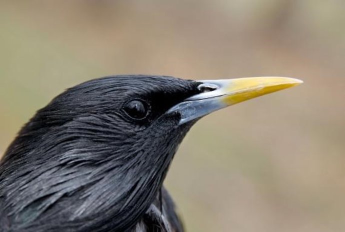 Estornino 'Sturnus unicolor'