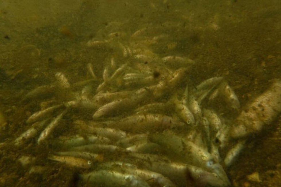 Peces muertos por anoxia (falta de oxígeno) provocada por la eutrofización del Mar Menor.