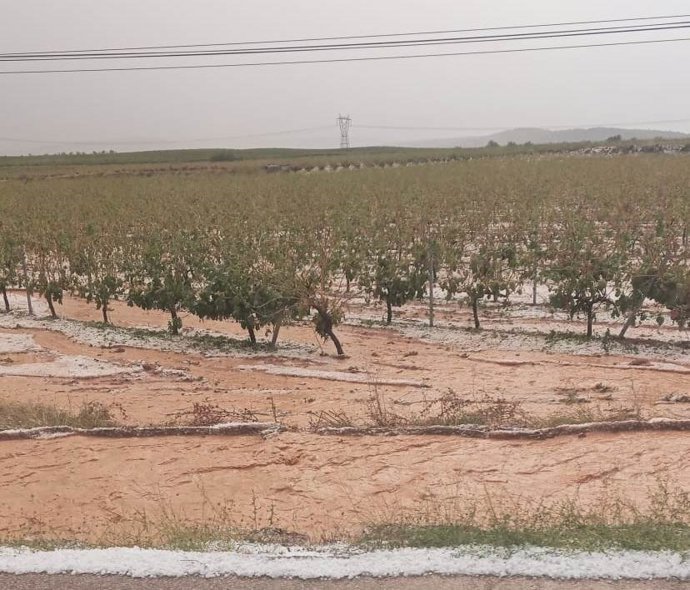 Viñas afectadas por el pedrisco
