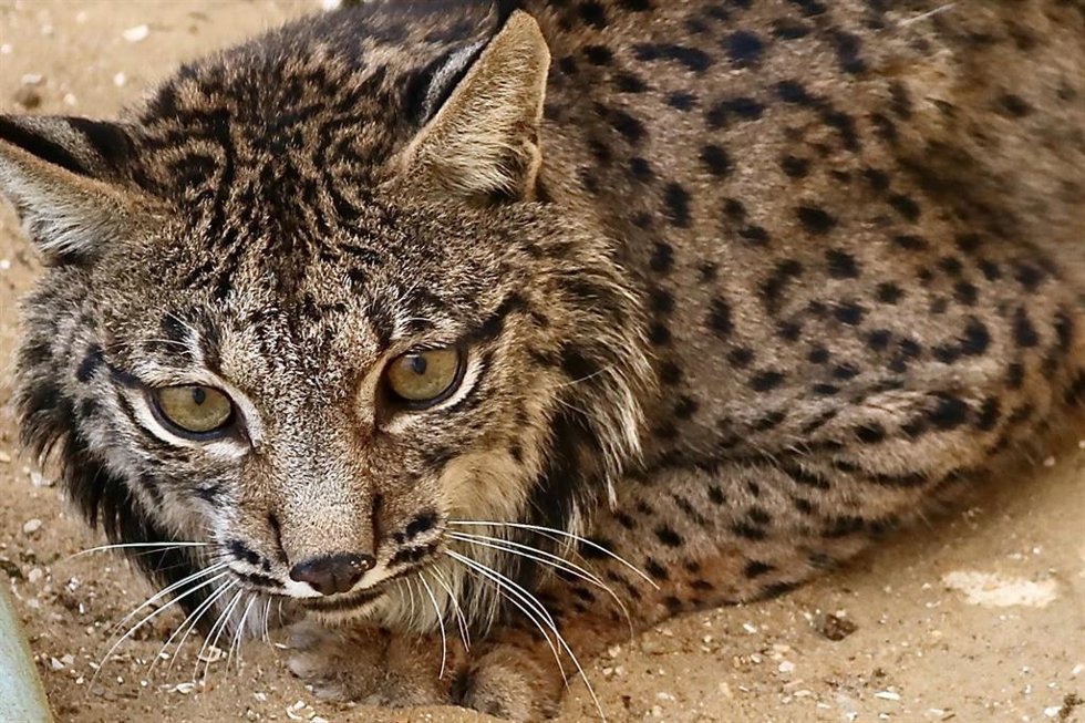Archivo - Lince