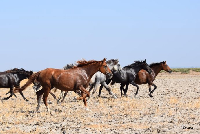 Celebración de la Recogida de las Yeguas de Hinojos (Huelva).
