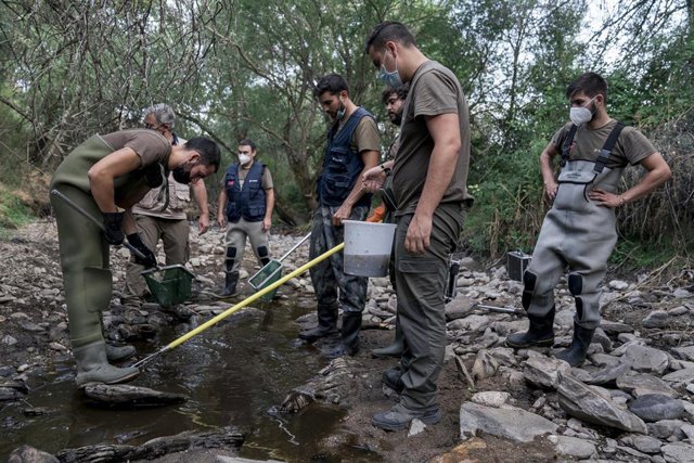 Peces en una red durante la extracción de ejemplares de trucha común del río Madarquillos para su traslado a tramos más caudalosos en Buitrago de Lozoya