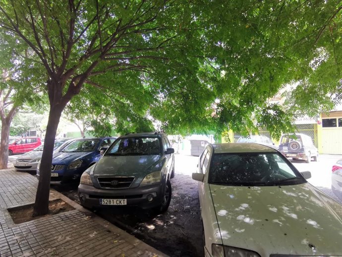 Estado del arbolado en un punto de la ciudad de Valncia, según denuncia Cs