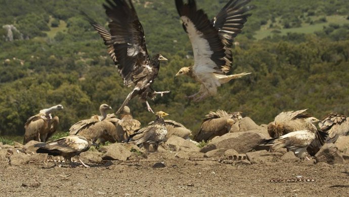 Archivo - La población reproductora del alimoche confirma en 2019 su tendencia ascendente en Andalucía