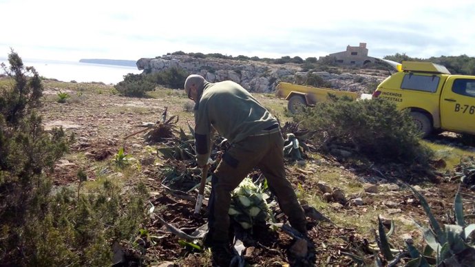Trabajos de eliminación de especies invasoras en Formentera.