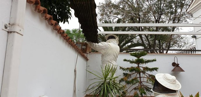 Retirada de un panal