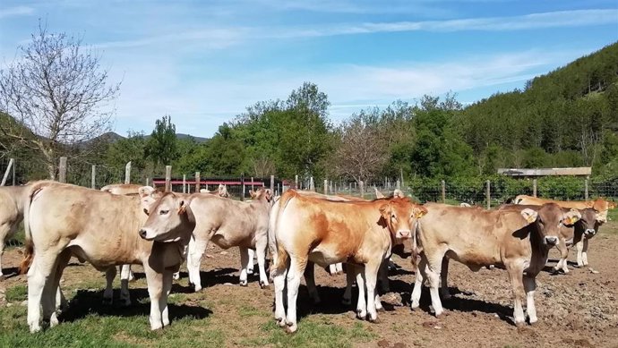Archivo - Vacas en la Finca Experimental La Garcipollera