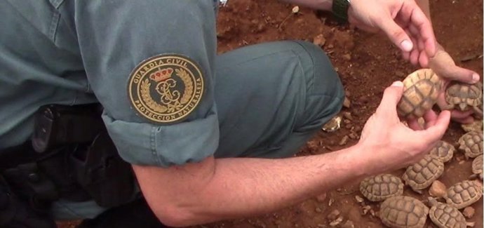 Tortugas mediterráneas intervenidas por la Guardia Civil.