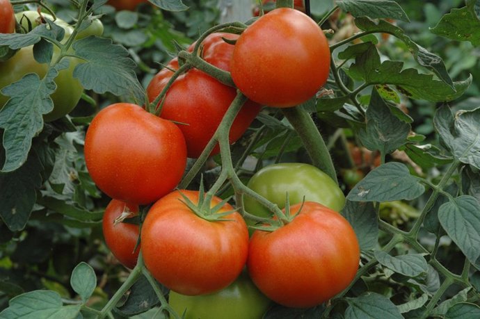 Archivo - El tomate de Los Palacios sigue en auge
